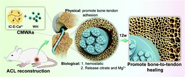 Graphical abstract: Citrate-based mussel-inspired magnesium whitlockite composite adhesives augmented bone-to-tendon healing