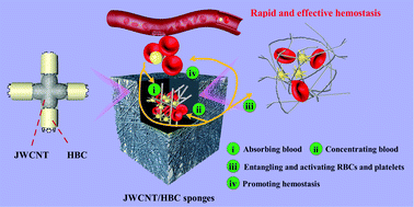 Graphical abstract: Highly resilient, biocompatible, and antibacterial carbon nanotube/hydroxybutyl chitosan sponge dressing for rapid and effective hemostasis