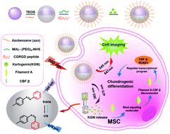 Graphical abstract: Photocontrolled chondrogenic differentiation and long-term tracking of mesenchymal stem cells in vivo by upconversion nanoparticles