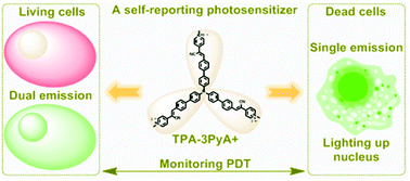 Graphical abstract: A unique self-reporting photosensitizer enabling simultaneous photodynamic therapy and real-time monitoring of phototheranostic process in a dynamic dual-color mode