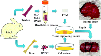 Graphical abstract: A novel decellularized trachea preparation method for the rapid construction of a functional tissue engineered trachea to repair tracheal defects