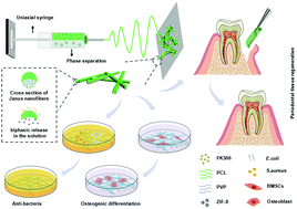 Graphical abstract: A periodontal tissue regeneration strategy via biphasic release of zeolitic imidazolate framework-8 and FK506 using a uniaxial electrospun Janus nanofiber