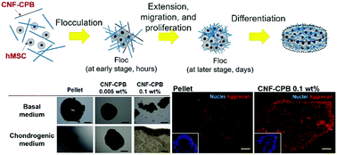 Graphical abstract: Concentrated polymer brush-modified cellulose nanofibers promote chondrogenic differentiation of human mesenchymal stem cells by controlling self-assembly