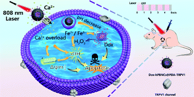 Graphical abstract: Ion channel-targeting near-infrared photothermal switch with synergistic effect for specific cancer therapy
