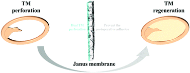 Graphical abstract: Janus membranes with asymmetric cellular adhesion behaviors for regenerating eardrum perforation