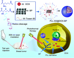 Graphical abstract: Poly-l-lysine derivative-coated black phosphorus as a nanoplatform for photothermal chemotherapy to enhance anti-tumor efficiency
