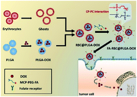 Graphical abstract: Zwitterionic choline phosphate conjugated folate-poly (ethylene glycol): a general decoration of erythrocyte membrane-coated nanoparticles for enhanced tumor-targeting drug delivery