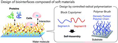 Graphical abstract: Design of biointerfaces composed of soft materials using controlled radical polymerizations