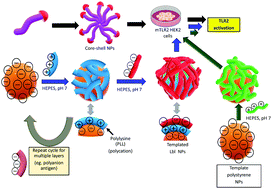 Graphical abstract: Engineering immunomodulatory nanoplatforms from commensal bacteria-derived polysaccharide A