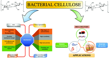 Graphical abstract: Bacterial cellulose as a potential biopolymer in biomedical applications: a state-of-the-art review