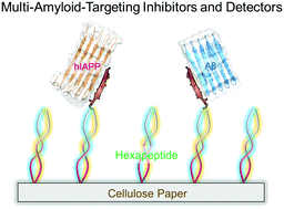 Graphical abstract: Conformational-specific self-assembled peptides as dual-mode, multi-target inhibitors and detectors for different amyloid proteins