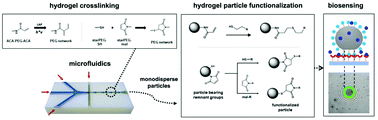 Graphical abstract: Microfluidics-assisted synthesis and functionalization of monodisperse colloidal hydrogel particles for optomechanical biosensors