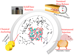 Graphical abstract: Sustained delivery of gemcitabine via in situ injectable mussel-inspired hydrogels for the local therapy of pancreatic cancer