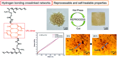 Graphical abstract: Towards a tough reprocessable and self-healable acrylonitrile-butadiene rubber based on strong hydrogen bonding interactions