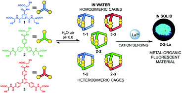 Graphical abstract: Structural self-sorting of pseudopeptide homo and heterodimeric disulfide cages in water: mechanistic insights and cation sensing