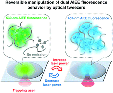 Graphical abstract: Manipulation of dual fluorescence behavior in aggregation-induced emission enhancement of a tetraphenylethene-appended polymer by optical tweezers