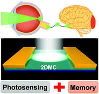 Graphical abstract: Few-layered two-dimensional molecular crystals for organic artificial visual memories with record-high photoresponse