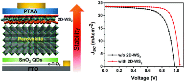 Graphical abstract: 1T-Rich 2D-WS2 as an interfacial agent to escalate photo-induced charge transfer dynamics in dopant-free perovskite solar cells