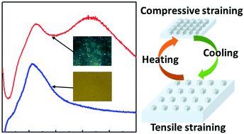 Graphical abstract: Active strain engineering of soft plasmene nanosheets by thermoresponsive hydrogels