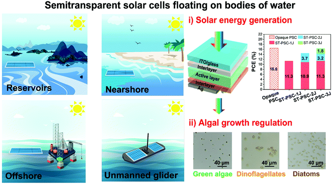 Graphical abstract: Semitransparent polymer solar cells floating on water: selected transmission windows and active control of algal growth