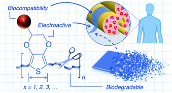 Graphical abstract: Design of biodegradable and biocompatible conjugated polymers for bioelectronics