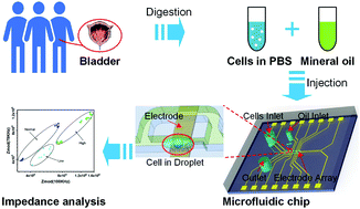 Graphical abstract: Identifying the grade of bladder cancer cells using microfluidic chips based on impedance
