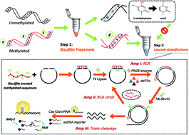 Graphical abstract: Probing low abundant DNA methylation by CRISPR-Cas12a-assisted cascade exponential amplification