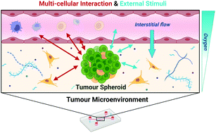 Graphical abstract: Recent advances in spheroid-based microfluidic models to mimic the tumour microenvironment