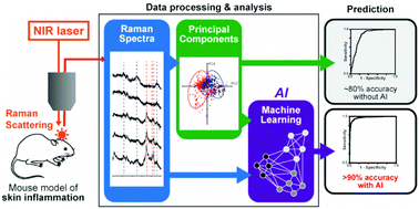 Graphical abstract: Assessment of skin inflammation using near-infrared Raman spectroscopy combined with artificial intelligence analysis in an animal model