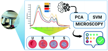 Graphical abstract: Visible microspectrophotometry coupled with machine learning to discriminate the erythrocytic life cycle stages of P. falciparum malaria parasites in functional single cells