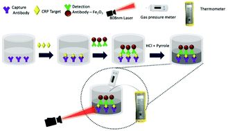 Graphical abstract: A polypyrrole-mediated photothermal biosensor with a temperature and pressure dual readout for the detection of protein biomarkers