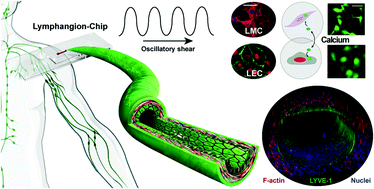 Graphical abstract: Intracellular calcium dynamics of lymphatic endothelial and muscle cells co-cultured in a Lymphangion-Chip under pulsatile flow