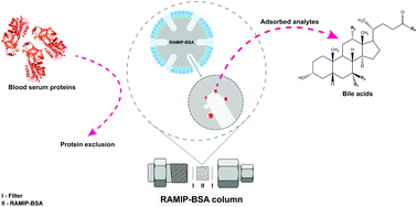 Graphical abstract: Online restricted access molecularly imprinted solid-phase extraction coupled with liquid chromatography-mass spectrometry for the selective determination of serum bile acids