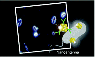 Graphical abstract: Development of highly sensitive optical nanoantenna for bacterial detection