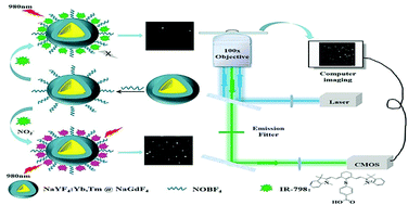 Graphical abstract: Cyanine dye-assembled composite upconversion nanoparticles for the sensing and cell imaging of nitrite based on a single particle imaging method
