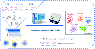 Graphical abstract: Fluorescent sensor array based on aggregation-induced emission luminogens for pathogen discrimination
