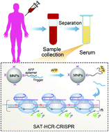 Graphical abstract: A functionalized magnetic nanoparticle regulated CRISPR-Cas12a sensor for the ultrasensitive detection of alpha-fetoprotein