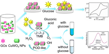 Graphical abstract: Dual-strategy biosensing of glucose based on multifunctional CuWO4 nanoparticles