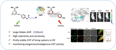 Graphical abstract: Activatable endoplasmic reticulum-targeted NIR fluorescent probe with a large Stokes shift for detecting and imaging chymotrypsin