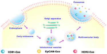 Graphical abstract: Efficient exosome subpopulation isolation and proteomic profiling using a Sub-ExoProfile chip towards cancer diagnosis and treatment