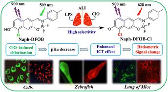 Graphical abstract: Chlorination-induced pKa decrease: an improved strategy to design ratiometric hypochlorite fluorescent probes with ideally high selectivity
