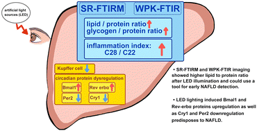 Graphical abstract: Early detection of the initial stages of LED light-triggered non-alcoholic fatty liver disease by wax physisorption kinetics-Fourier transform infrared imaging
