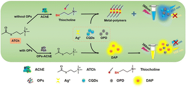 Graphical abstract: Ultrasensitive detection of acephate based on carbon quantum dot-mediated fluorescence inner filter effects