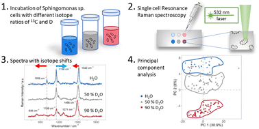 Graphical abstract: Multi-element stable isotope Raman microspectroscopy of bacterial carotenoids unravels rare signal shift patterns and single-cell phenotypic heterogeneity