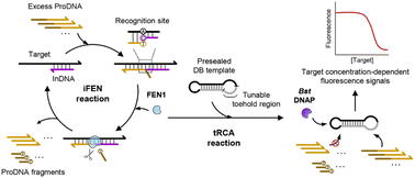 Graphical abstract: A highly specific and flexible detection assay using collaborated actions of DNA-processing enzymes for identifying multiple gene expression signatures in breast cancer