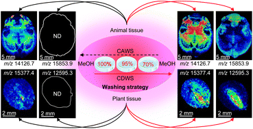 Graphical abstract: A concentration-descending washing strategy with methanol for the enhancement of protein imaging in biological tissues by MALDI-MS