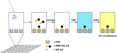 Graphical abstract: Molecularly imprinted nanoparticle-based assay (MINA) for microcystin-LR detection in water