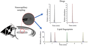 Graphical abstract: Nanocapillary sampling coupled to liquid chromatography mass spectrometry delivers single cell drug measurement and lipid fingerprints