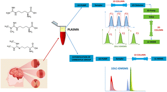 Graphical abstract: Comparison between one and two-dimensional liquid chromatographic approaches for the determination of plasmatic stroke biomarkers by isotope dilution and tandem mass spectrometry