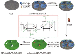 Graphical abstract: Fabrication of high-performance cell-imprinted polymers based on AuNPs/MXene composites via metal-free visible light-induced ATRP